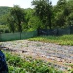 baka-jela-800×445-1