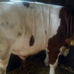 large-IMG_20161015_133240-800×445-1-752×440-1-678×381-1