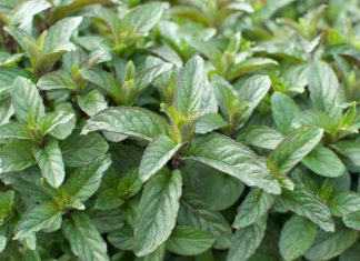 Biljka koja Pomaže u Kontroli Apetita i Sprečava Gojaznost