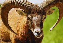 OVAN – VELIKI PRECIZNI HOROSKOP ZA POSLEDNJE DANE FEBRUARA: GRDNO SE VARATE AKO MISLITE DA STE SPREMNI NA ONO ŠTO DOLAZI, evo šta vam dani neverovatno donose!