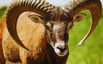 OVAN – HOROSKOP SUDBINE I KARME ZA KRAJ FEBRUARA: OSMESI, ALI I GORKE SUZE, evo šta vam sve tačno dolazi!