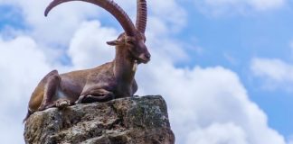 JARAC – HOROSKOP SUDBINE I KARME ZA KRAJ FEBRUARA: OSMESI, ALI I GORKE SUZE, evo šta vam sve tačno dolazi!