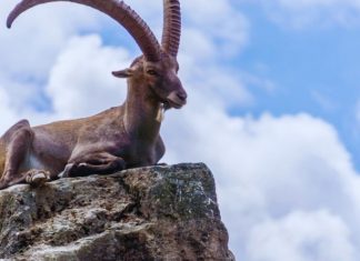 JARAC – HOROSKOP SUDBINE I KARME ZA KRAJ FEBRUARA: OSMESI, ALI I GORKE SUZE, evo šta vam sve tačno dolazi!