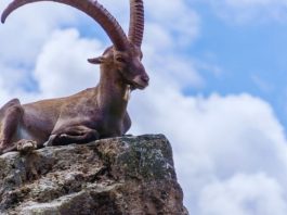 JARAC – PRESTANITE ŽIVETI U ZABLUDI I ŠIROM OTVORITE OČI: Osobe iz OVA TRI ZNAKA nešto smeraju, a vi im toliko verujete, evo na šta MORATE OBRATITI PAŽNJU!
